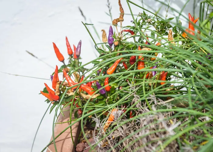 Nel Blu Dipinto Di Blu - Daire